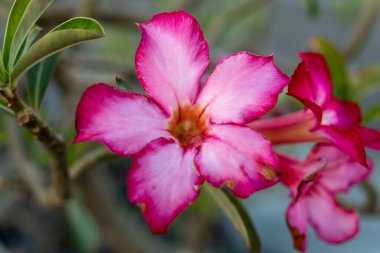 Pembe Adenyum çiçeklerinin seçici odak noktası.