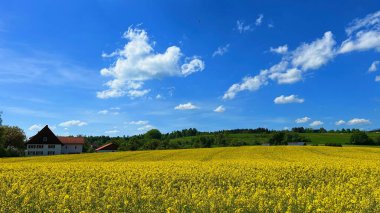 Mavi bulutlu arka planda rüzgarda sallanan yeşil çimlerin güzel bir manzarası.
