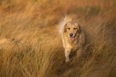 Kahverengi bir tarlada koşan sevimli bir golden retriever köpeği.