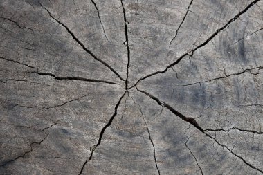 Çatallı bir ağaç kütüğü