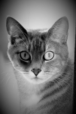 Siyah ve beyaz renkli sevimli bir kedinin manzaralı bir resmi.