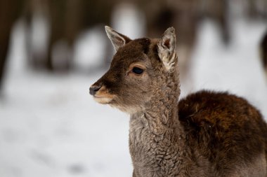 Litvanya 'daki karlı bir ormanda sevimli bir yavru geyiğin seçici odak noktası.