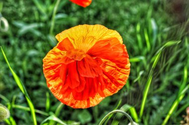 Indiana 'da bir tarlada kırmızı portakallı gelincik çiçeğinin yakın çekimi.