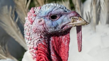 Bulanık arkaplanda hindi kafası, gaga, göz ve kırmızı mavi deri detaylarının yakın çekimi.