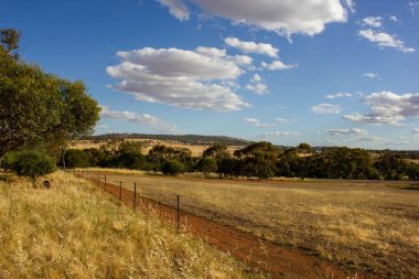 Mavi bulutlu arka planda, dağılmış ağaçların arasından güzel bir toprak yol manzarası.