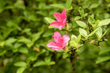 Csacs, Zalaegerszeg, Macaristan 'daki Arboretum' da Azalea çiçeklerine yakın çekim