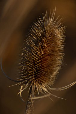 Bulanık arkaplanda bir Teasel bitkisinin dikey makro görüntüsü