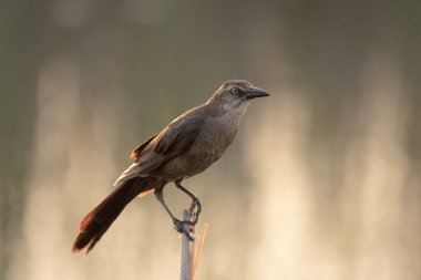 Büyük kuyruklu grackle (quiscalus mexicanus) bir dal üzerine tünemiş seçici bir odak atışı