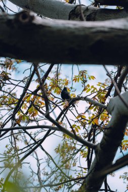 Ağaca tüneyen karatavuğun dikey alçak açılı görüntüsü. Seçili odak. Ukrayna.