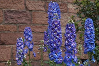 Tuğla duvar arka planına sahip mor renkli bir mumu (alpin delphinium) bitki.