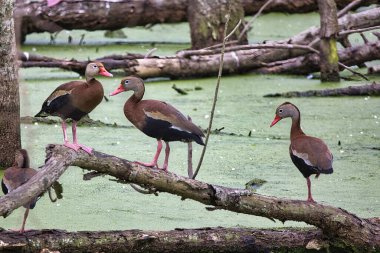 Parkta üç tüylü ördekten oluşan bir grup