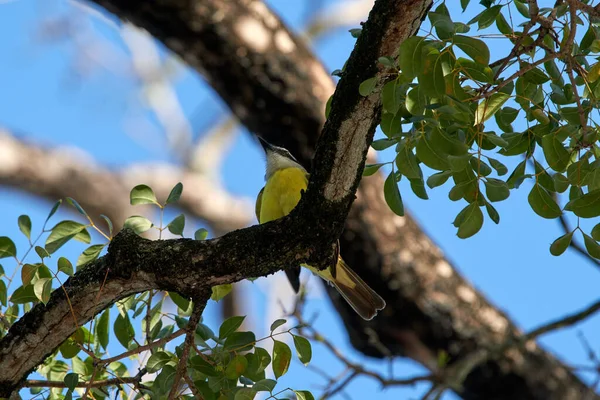 Una Vista Panorámica Gran Kiskadee Posado Sobre Una Rama Árbol —  Fotos de Stock