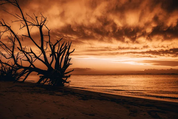 Breathtaking View Tree Slhoutte Sunset Jekyll Island State Georgia — Stock Photo, Image