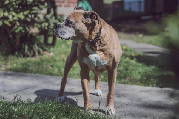Selective Focus Shot American Staffordshire Terrier Park — Stock Photo, Image