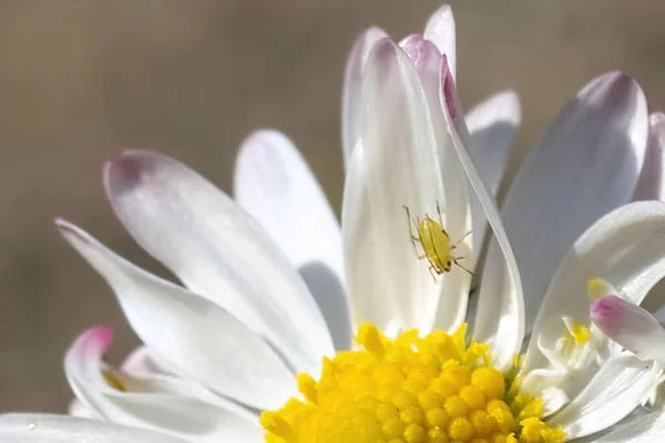 A closeup shot of a white flower a small yellow insect on the tent