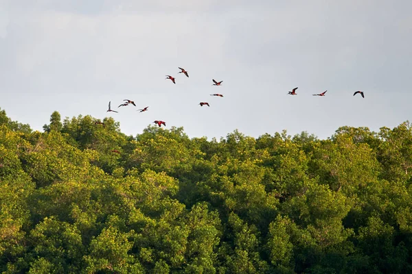 Μια Όμορφη Φωτογραφία Από Κόκκινες Ιβίσσες Πετώντας Πάνω Από Δέντρα — Φωτογραφία Αρχείου