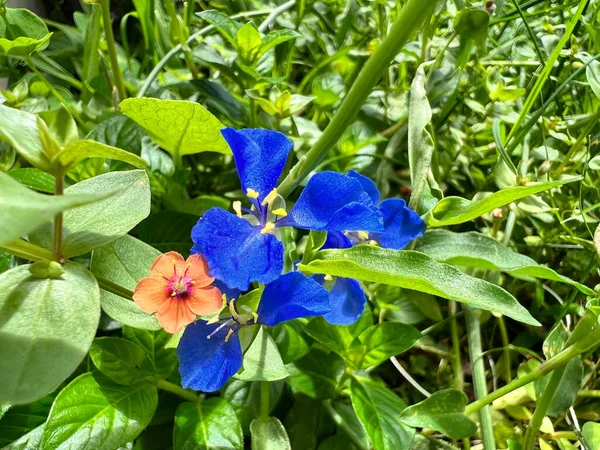 Een Close Shot Van Scharlaken Pimpernel Bloemen Groeiend Tuin — Stockfoto