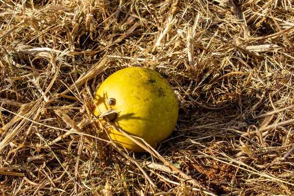 Een Gele Kameel Meloen Twijgen — Stockfoto