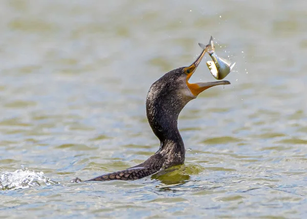 Eine Nahaufnahme Eines Kormoranvogels Mit Einem Fisch Schnabel Natur Wild — Stockfoto