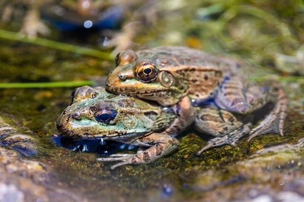 Closeup Frogs Swamp Sunlight — Stock Photo, Image