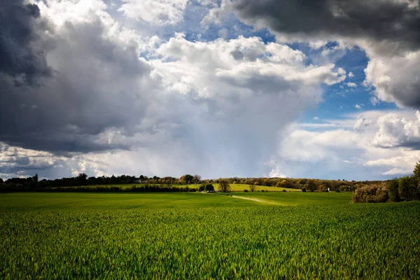Buğday tarlalarına sağanak yağmur yağıyor. İki motorsikletçi toz yapıyor.