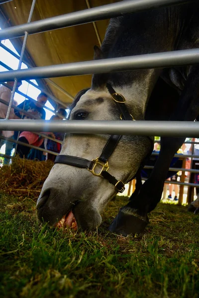 Vertical Closeup Horse Grazing Farm Animal Exhibition — Stock Photo, Image