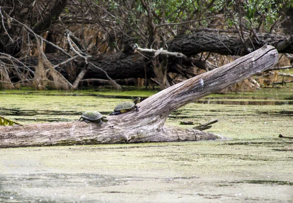 Uma Bela Vista Tartarugas Rastejando Pólo Árvore Lago Sérvia — Fotografia de Stock
