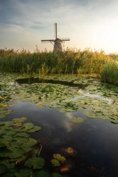 Yüzen nilüferlerle dolu bir nehir ve gün batımında körfezde bir yel değirmeni