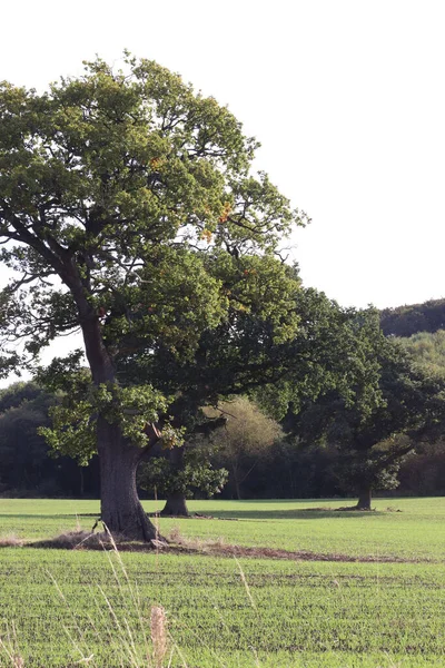 フィールド内の緑の木の垂直ショット — ストック写真