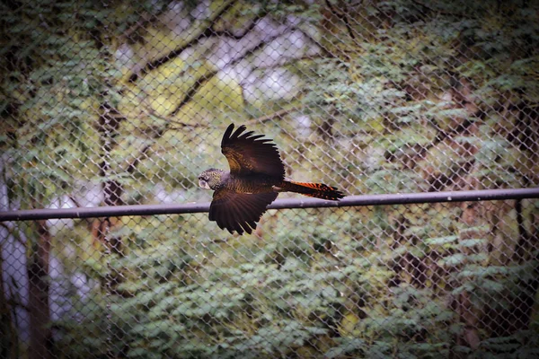 Selective Black Cockatoo Flight — Stock Photo, Image