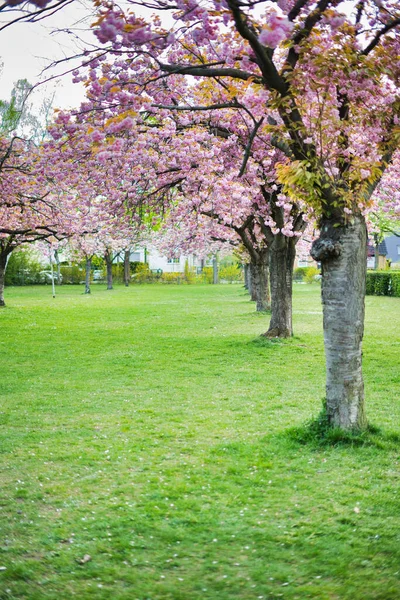 公園内の桜の美しい景色 — ストック写真