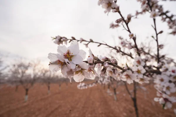 Kunnen Amandelbomen Hun Bloemen Zien — Stockfoto