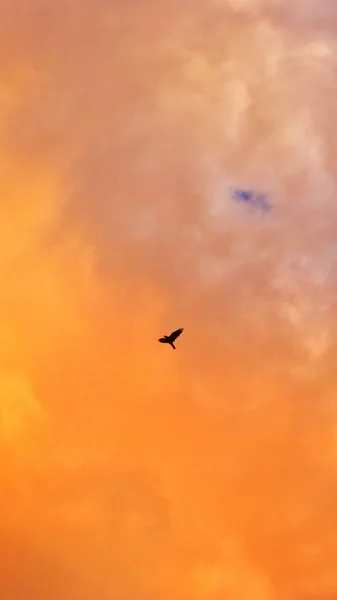 Una Silueta Pájaro Volando Solo Cielo Anaranjado Nublado Tiempo Puesta — Foto de Stock