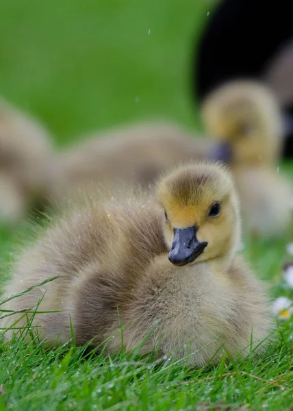 Ung Fluffig Gosling Sitter Gräset — Stockfoto