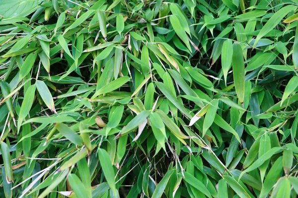 Yazın Parkın Bambu Yeşili Yeşili Manzarasının Yakın Çekimi — Stok fotoğraf