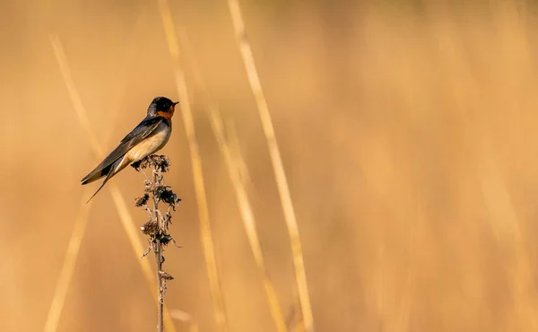 Bir Kırlangıç Kuşunun Yakın Çekimi Çayırdaki Kuru Yabani Bitkilere Tünemiş — Stok fotoğraf