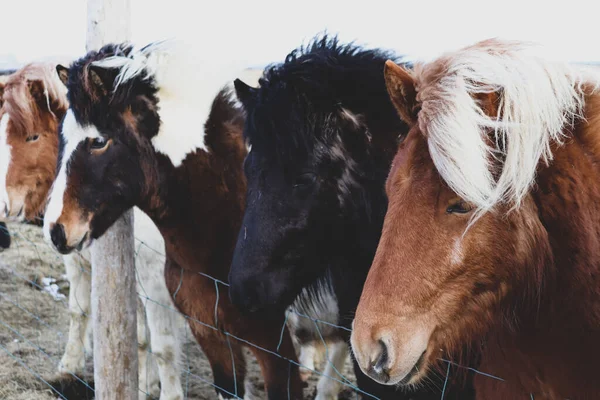 Tiro Perto Grupo Cavalos Celeiro — Fotografia de Stock