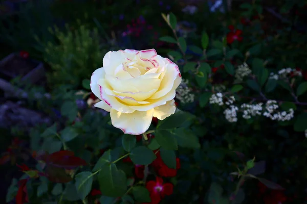 Primer Plano Una Flor Rosa Blanca Parque — Foto de Stock