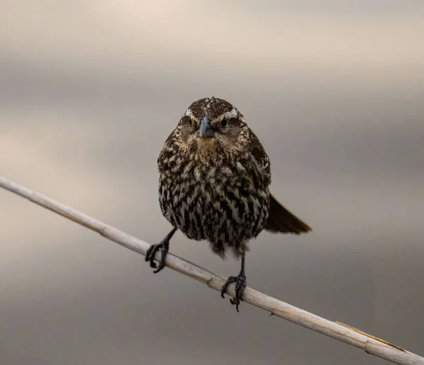 Selective Focus Shot Andean Tit Spinetail Leptasthenura Andicola Perched Branch — ストック写真