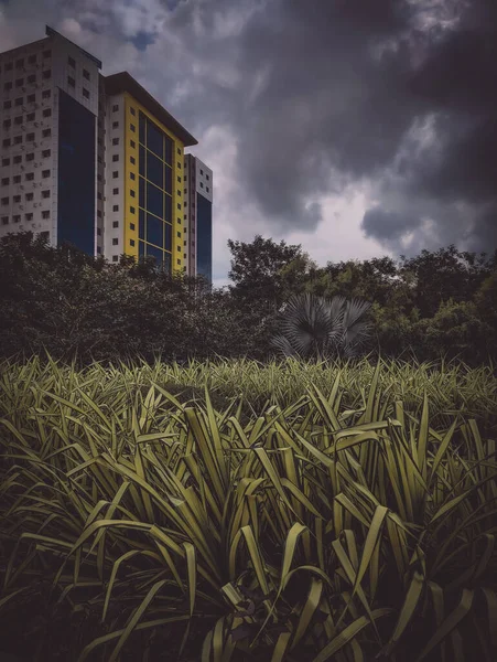 Вертикальний Постріл Травинки Житловим Будівельним Блоком Задньому Плані — стокове фото