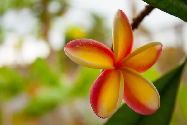 Den Närbild Plumeria Känd Som Frangipani Ett Släkte Blommande Växter — Stockfoto