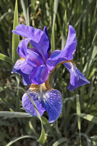 Een Verticaal Shot Van Een Siberische Iris Bloem Omringd Door — Stockfoto
