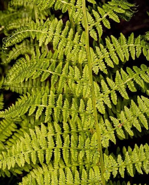 Primer Plano Vertical Hojas Helecho Verde Una Rama Árbol Bosque —  Fotos de Stock