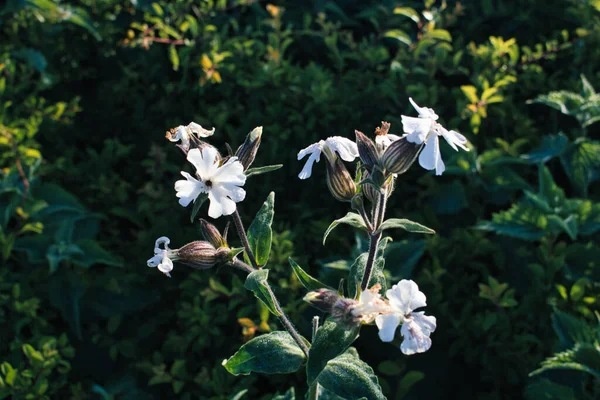 Неглубокий Фокус Белого Кемпинга Silena Dioica Цветы Зеленом Поле — стоковое фото