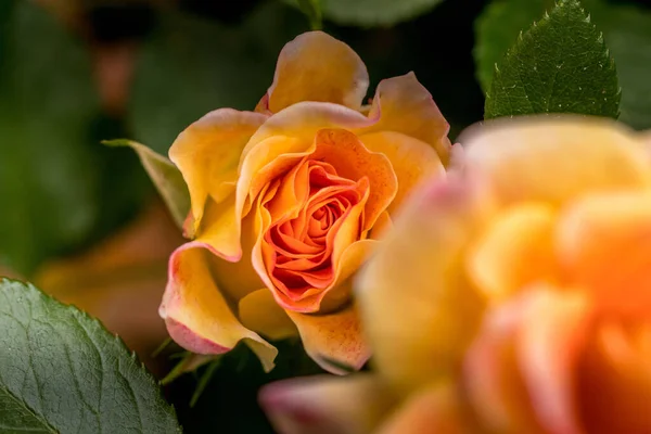 Primer Plano Enfocado Una Rosa Naranja Sobre Fondo Hojas Verdes — Foto de Stock