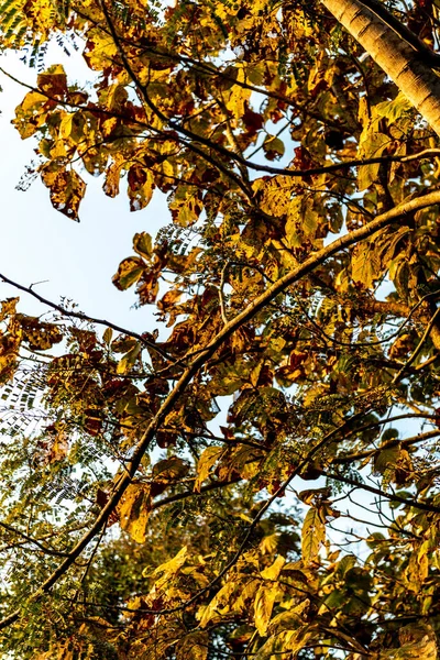 Eine Vertikale Aufnahme Eines Waldes Einem Sonnigen Herbsttag — Stockfoto