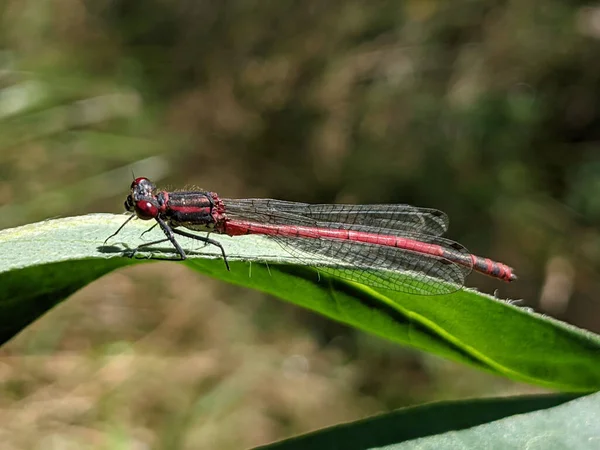 Closeup Shot Large Red Damselfly Resting Green Leaf — Stock Photo, Image