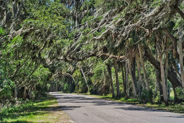 Vägbana Genom Myakka River State Park Florida Usa — Stockfoto