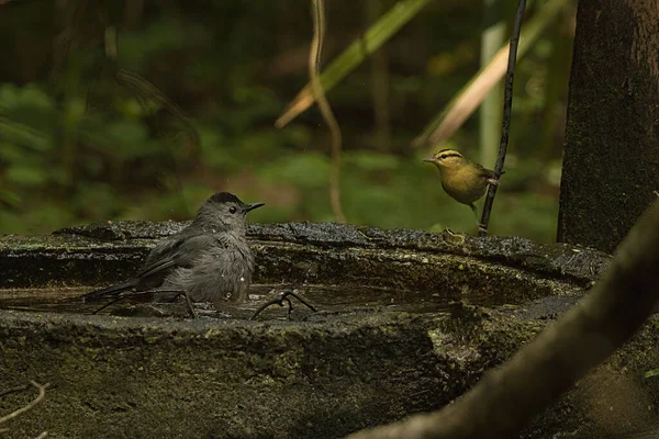 Nahaufnahme Eines Vogelpaares Das Aus Einem Steinernen Brunnen Trinkt — Stockfoto
