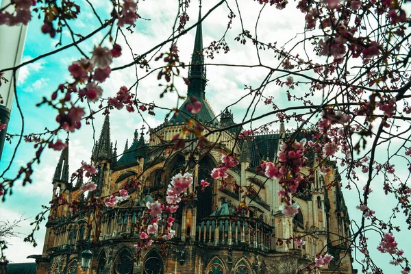 Venkovní Pohled Starou Architekturu Růžovými Třešňovými Květy Popředí Větví — Stock fotografie